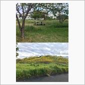 ブタクサ山(花粉症の方は閲覧 ...