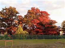 近所で紅葉・・・！