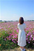 埼玉・鴻巣　～コスモスアリーナふきあげ～見頃になりました