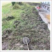 イノシシの荒らした場所をハイ ...