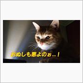 お猿の籠屋はホイサッサ2