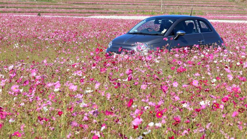 Amazon | 福花園種苗 コスモス種子(景観用センセイションMix