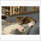 シャアは否定しろ