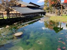 越前大野は水の町