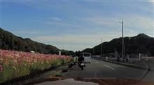 ダリアはスルーで秋桜に吸い寄せられたのは...