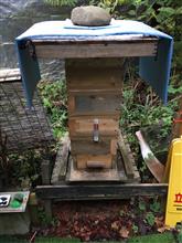 ミツバチ通信🐝　温度調査🌡