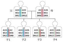 我が家のHLAとコロナ罹患状況