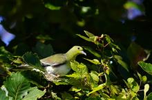 鳥撮り