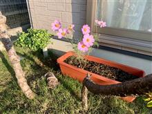 ENGEI 2023 秋桜