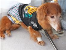 愛犬”ショコラ”が20歳に！