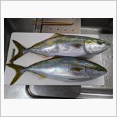 今日の釣果