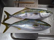 今日の釣果