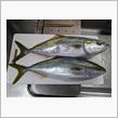 今日の釣果