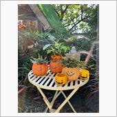 10月31日は、ハロウィン🎃