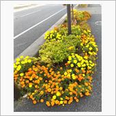 通勤途中の花です♪