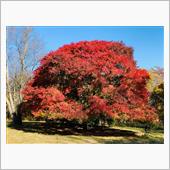 大峰高原の中カエデ🍁　から ...