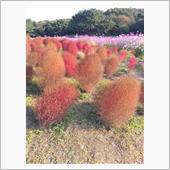 コキアの紅葉を