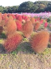 コキアの紅葉を