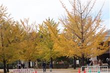 秩父ミューズパークのイチョウ
