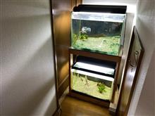 アクアリウムの近況と水替え