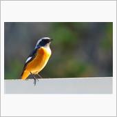 野鳥撮影（2023年11月4 ...