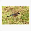 2023 ペンタックで撮る 秋の野鳥撮影