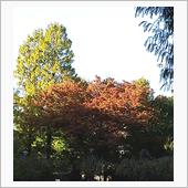 今朝の別所沼公園♪