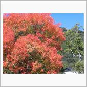 麻里布川の四季(その48　紅 ...