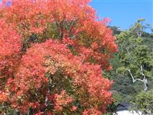 麻里布川の四季(その48　紅葉の頃)