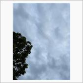 予報通り曇り☁️