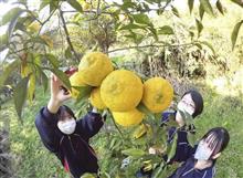かつて『北限のゆず』と言われてましたが(&#180;・ω・)現在では調査が進み実は陸前高田が北限の方になっておりまして