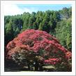 平野の大紅葉