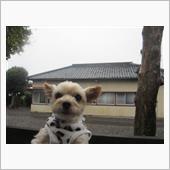 横なぐりの雨☔🐌注意⚠️