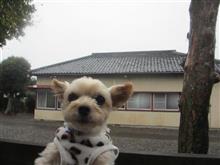 横なぐりの雨☔🐌注意⚠️
