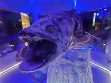 三島の鰻&沼津港深海水族館 三島の鰻&沼津港深海水族館