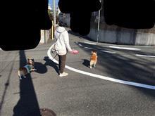 ワンコ散歩&amp;現場検証