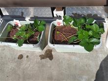 今年も苺の苗を植えました