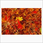 富士山 紅葉
