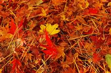 富士山 紅葉