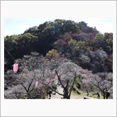 冬桜