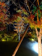 仁和寺 雲海ライトアップに行きました！　～2023年紅葉狩り～