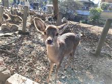 若草山へ