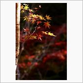 2023最後の紅葉撮り　零羊 ...