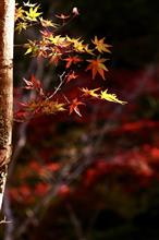 2023最後の紅葉撮り　零羊崎神社のモミジの杜