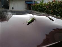 霜月のカマキリ