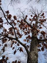 薪活が活発に成ってきました、次の引き取り願い　