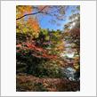 今年最後の紅葉をー