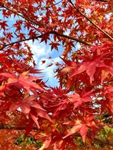 箕面大滝の紅葉 ウォーキング