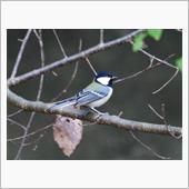 お馴染みの冬鳥