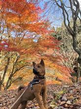 MOMOちゃんDIARY🐕岩村城址探訪🍁